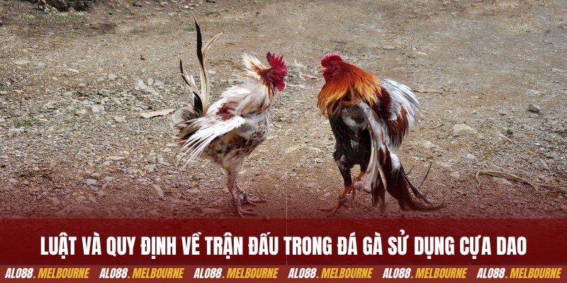 Luật và quy định về trận đấu trong đá gà sử dụng cựa dao