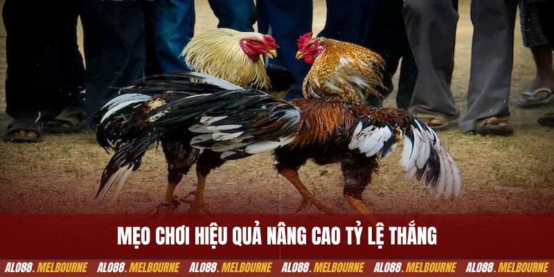 Mẹo chơi hiệu quả nâng cao tỷ lệ thắng 
