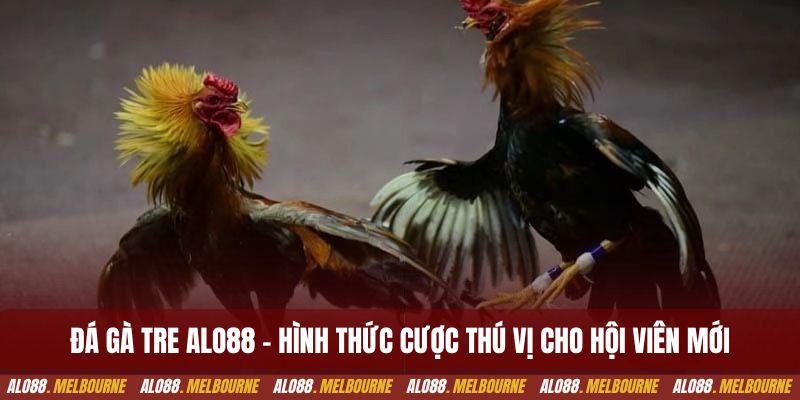 Đá gà tre alo88 - Hình thức cược thú vị cho hội viên mới