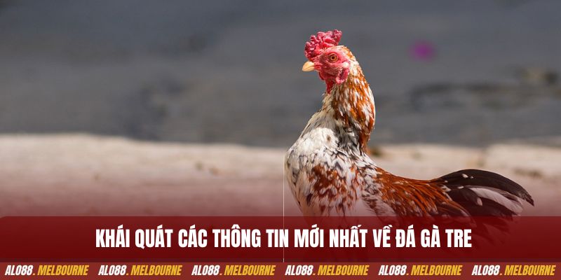 Khái quát các thông tin mới nhất về đá gà tre