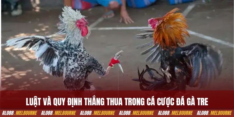 Luật và quy định thắng thua trong cá cược đá gà tre