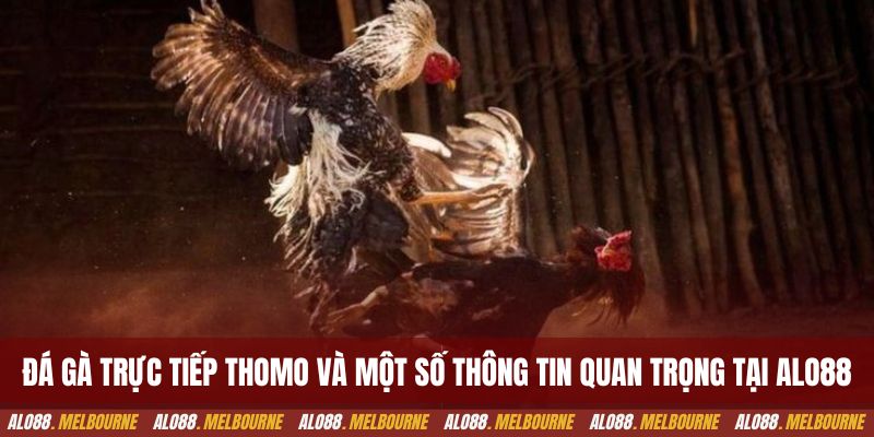Đá gà trực tiếp thomo và một số thông tin quan trọng tại alo88